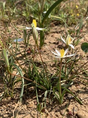 Pauridia serrata albiflora