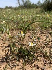 Pauridia serrata albiflora