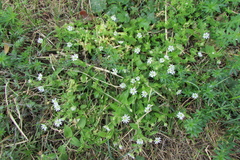 Stellaria aquatica