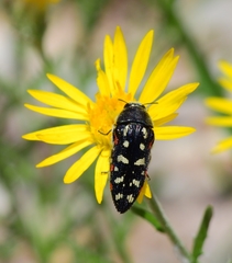 Acmaeodera gibbula