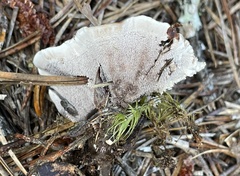Phellodon confluens