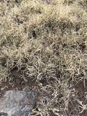 Bouteloua dactyloides