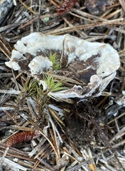 Phellodon confluens