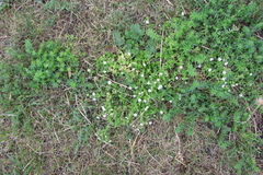 Stellaria aquatica