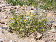 Xanthisma gracile
