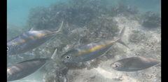 Selaroides leptolepis