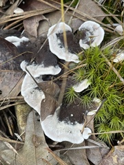 Phellodon confluens