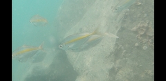 Selaroides leptolepis