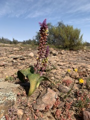 Lachenalia membranacea