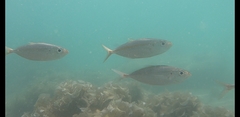 Selaroides leptolepis
