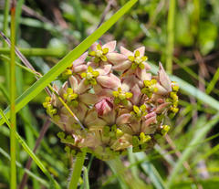 Asclepias montevaga
