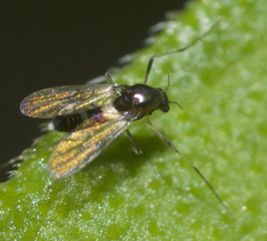 Cricotopus bicinctus