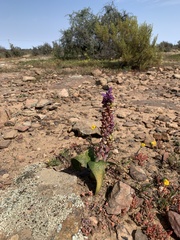 Lachenalia membranacea