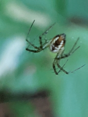 Mangora spiculata