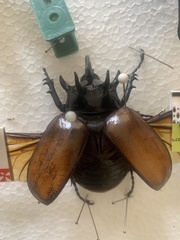 Eupatorus gracilicornis