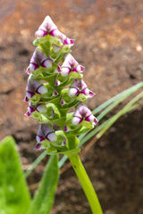 Disperis cardiophora