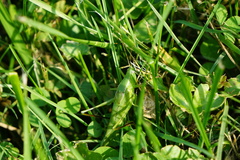 Neoconocephalus robustus