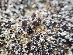 Stereocaulon condensatum