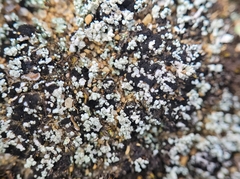 Stereocaulon condensatum