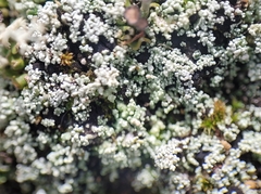 Stereocaulon condensatum