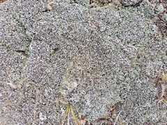 Stereocaulon condensatum