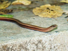 Anguis fragilis