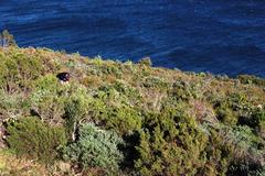 Leucospermum bolusii