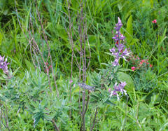 Syncolostemon stenophyllus