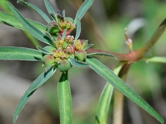 Euphorbia exstipulata