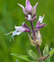 Syncolostemon stenophyllus