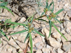 Euphorbia exstipulata