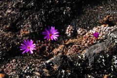 Conophytum minusculum