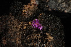 Conophytum minusculum