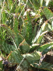 Aloe grandidentata