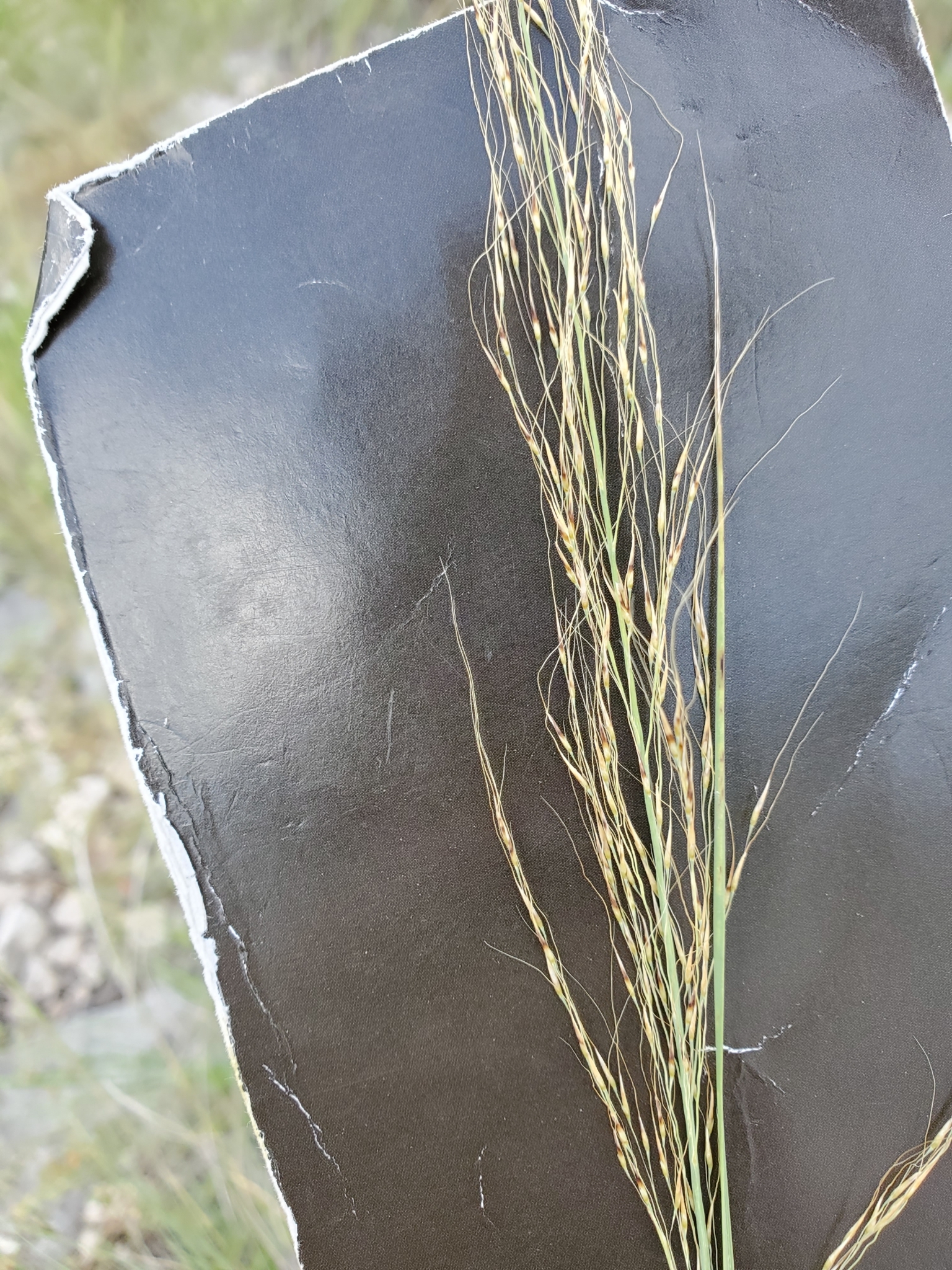 Muhlenbergia spiciformis