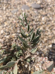 Polygonum maritimum
