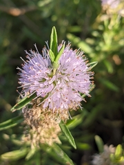 Mentha cervina