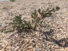 Polygonum maritimum