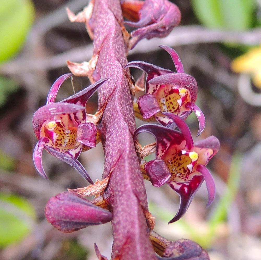 Bulbophyllum scaberulum (Rolfe) Bolus
