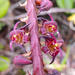 Scabby Orchid - Photo (c) graham_g, some rights reserved (CC BY-NC)