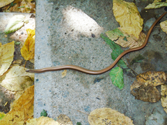 Anguis fragilis