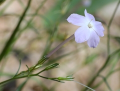 Ipomopsis longiflora australis