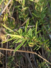 Mentha cervina