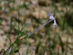 Ipomopsis longiflora australis