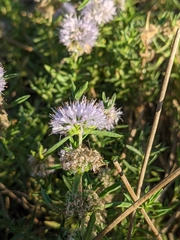 Mentha cervina