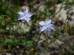 Ipomopsis longiflora australis