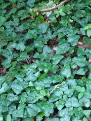 Hedera