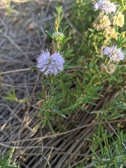 Mentha cervina