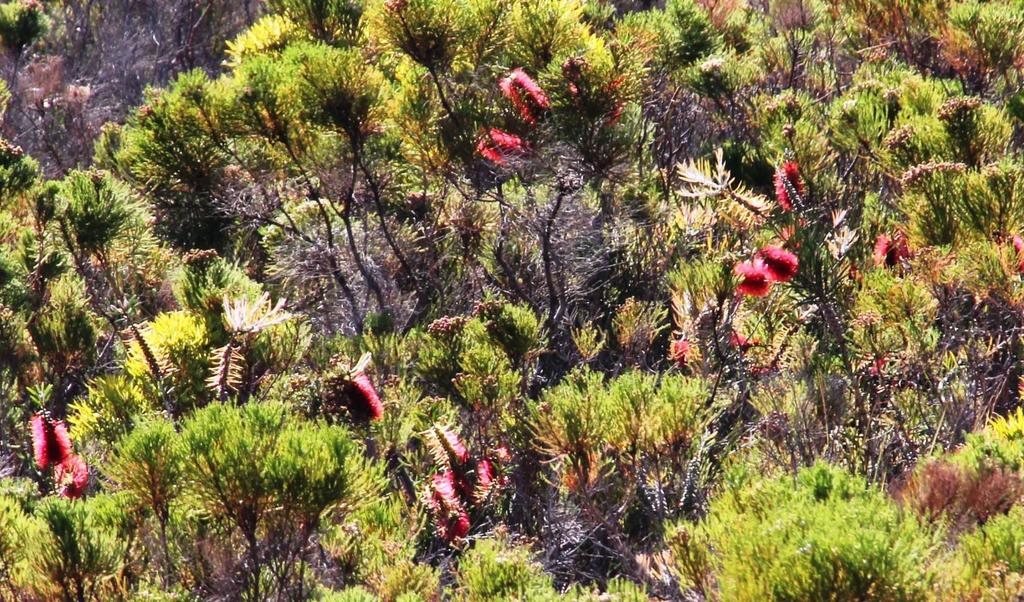 Stiff Bottlebrush (Flora (Indigenous Use) Guide of Cessnock BioBlitz at ...