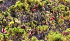 Melaleuca linearis linearis